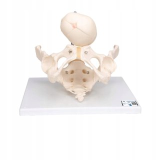 NAUKOWY MODEL ANATOMICZNY 3B SCIENTIFIC L30 MIEDNICA PORÓD