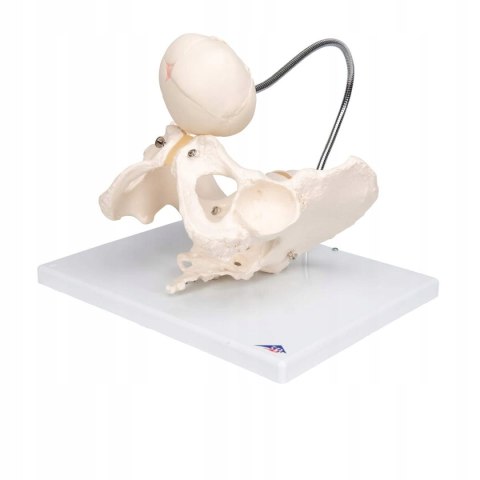 NAUKOWY MODEL ANATOMICZNY 3B SCIENTIFIC L30 MIEDNICA PORÓD