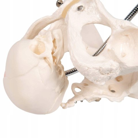 NAUKOWY MODEL ANATOMICZNY 3B SCIENTIFIC L30 MIEDNICA PORÓD