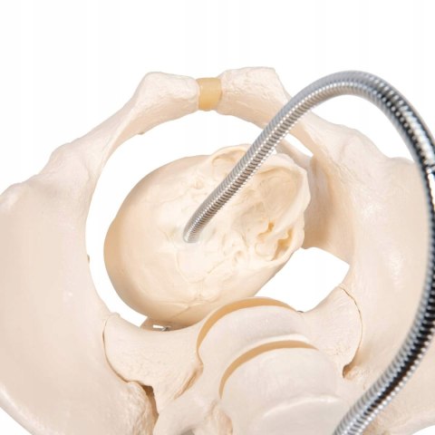 NAUKOWY MODEL ANATOMICZNY 3B SCIENTIFIC L30 MIEDNICA PORÓD